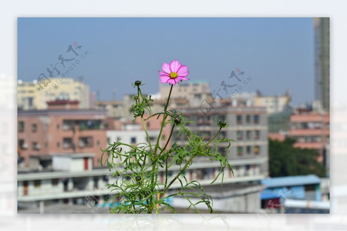 波斯菊图片