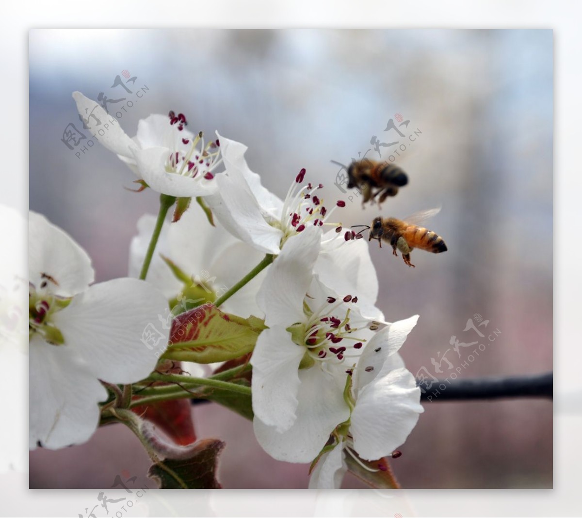 花香蜂自来图片