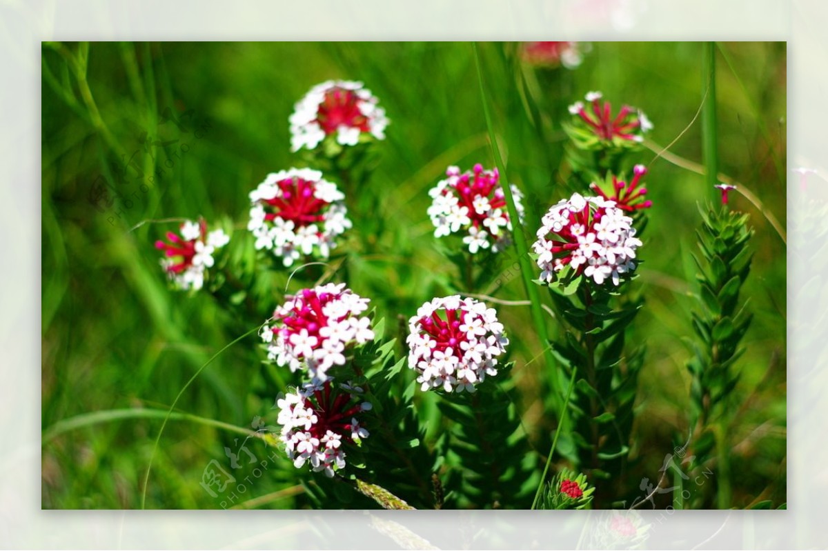 草原小花图片