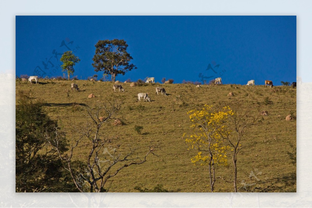 山坡上的牛群图片
