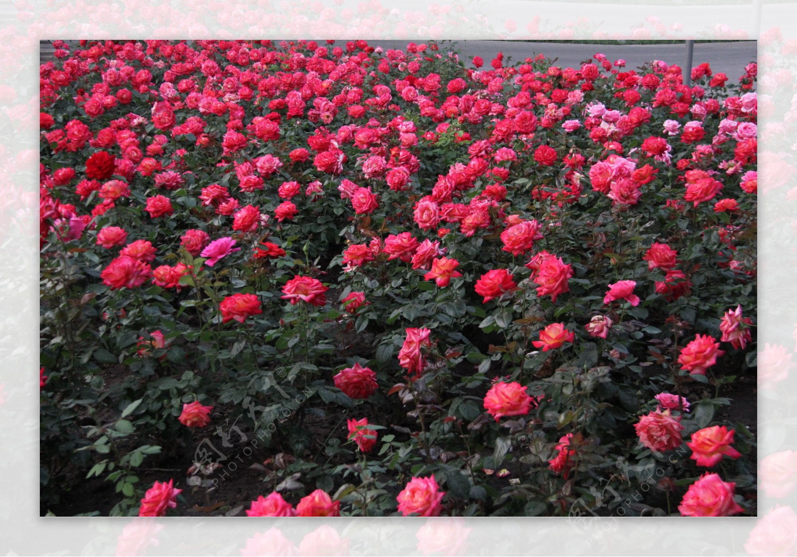 玫瑰园月季图片