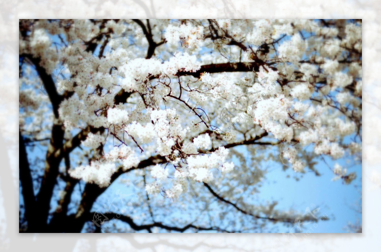 白色浪漫樱花图片
