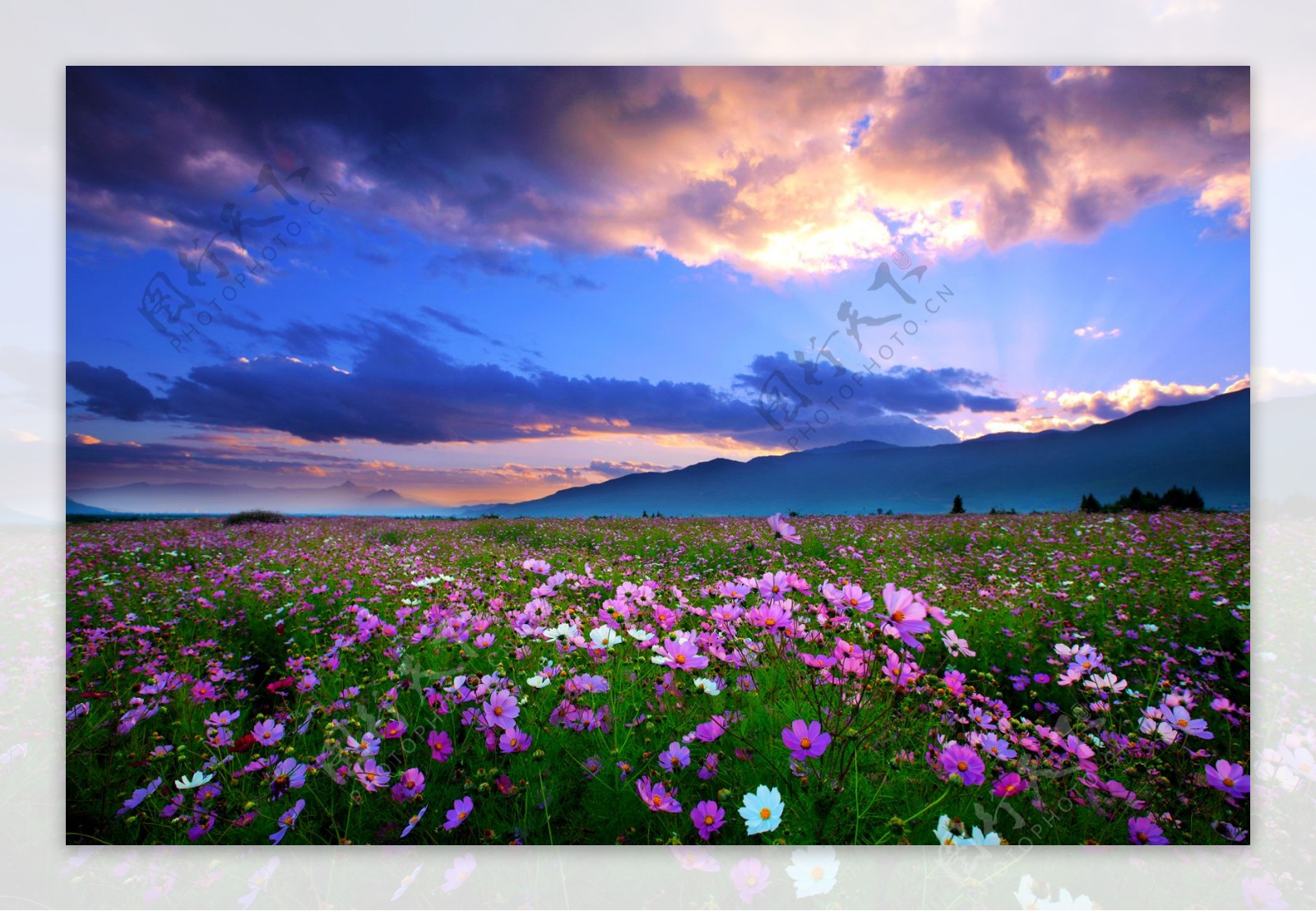 玉龙雪山花海图片