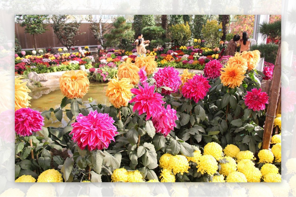 植物园的菊花图片