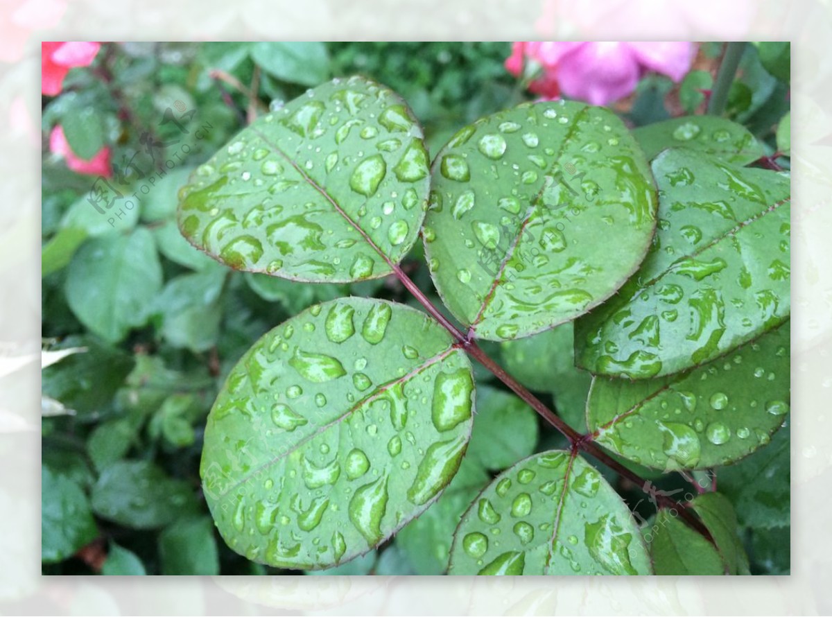 雨中的绿叶图片