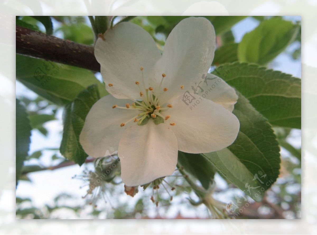 苹果花 苹果树 开花 白 粉红色 科 叶子 海棠图片免费下载 - 觅知网