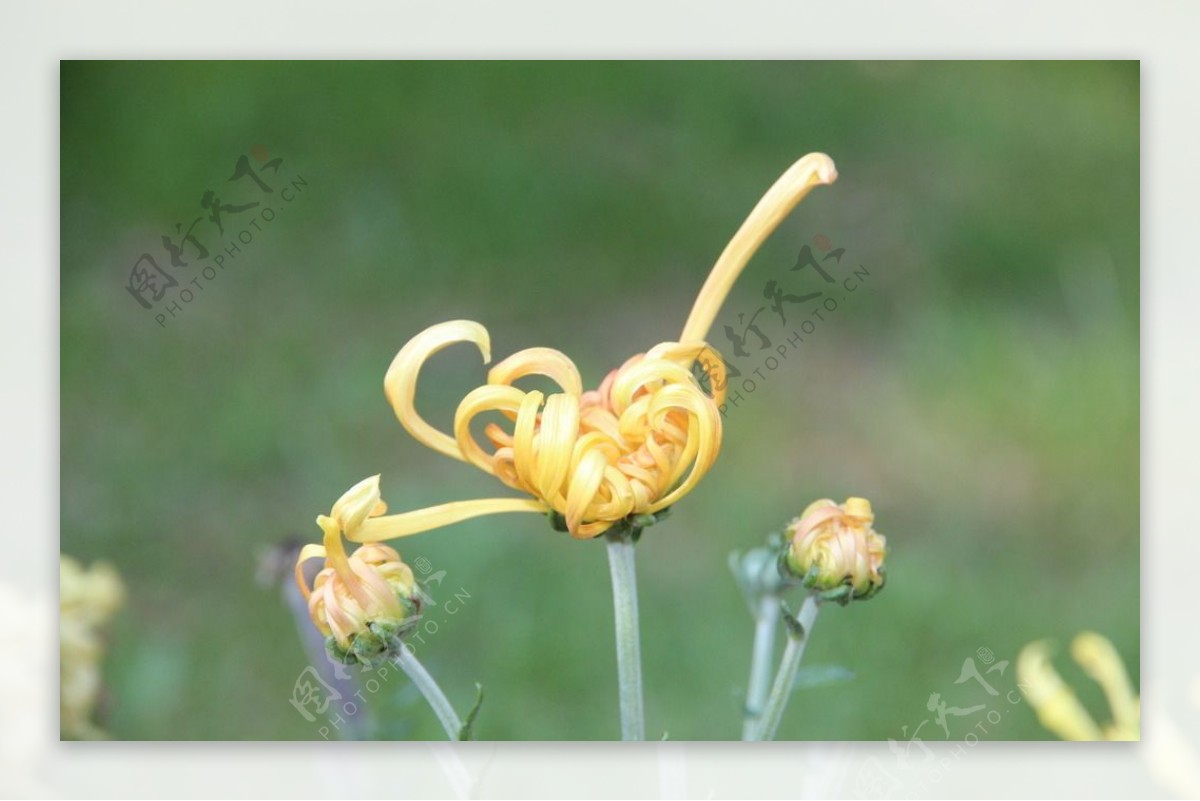 菊花花蕊图片