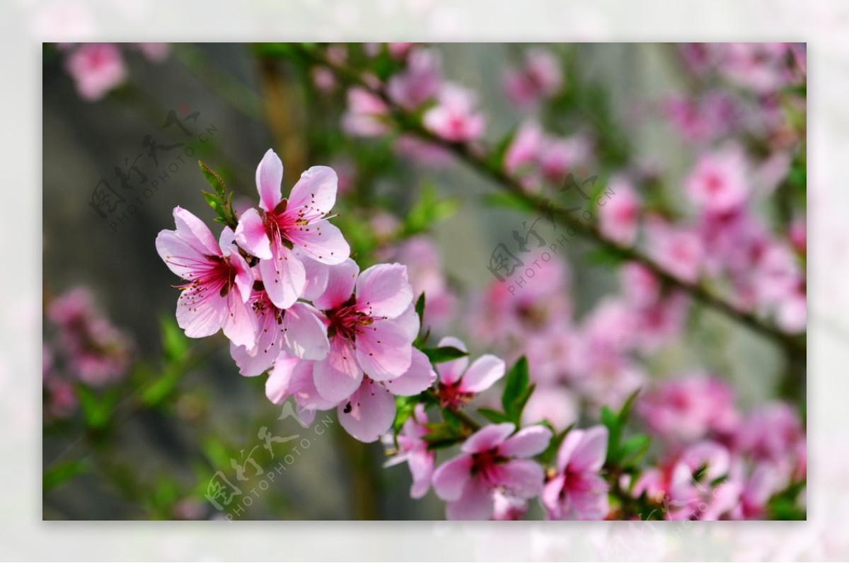 桃花图片