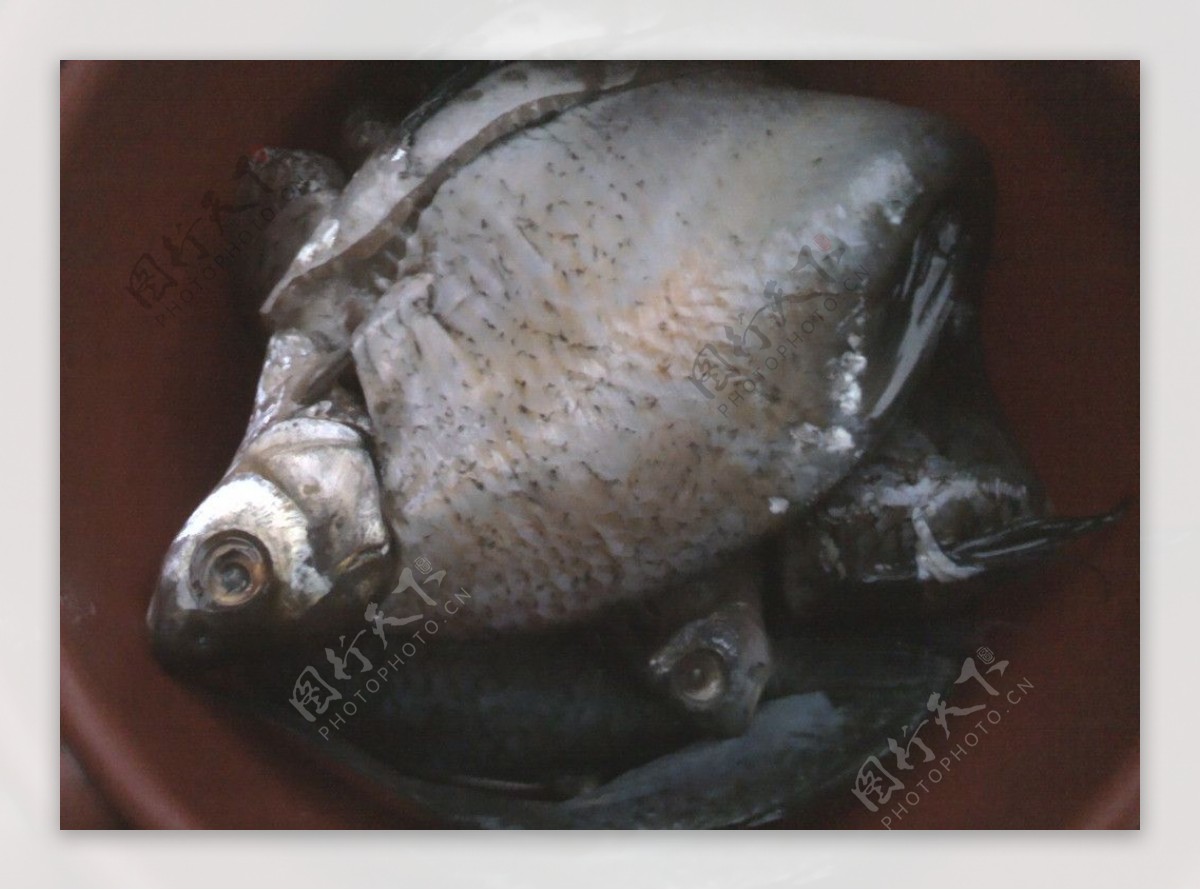请问这是什么鱼？扁扁的，腹部红色的，鱼鳃是鲜红色，和鳊鱼很像，如图，能食用吗？_百度知道