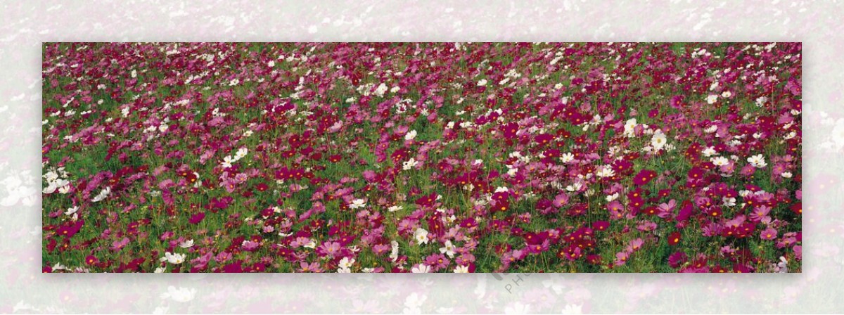 紫红色的花群图片