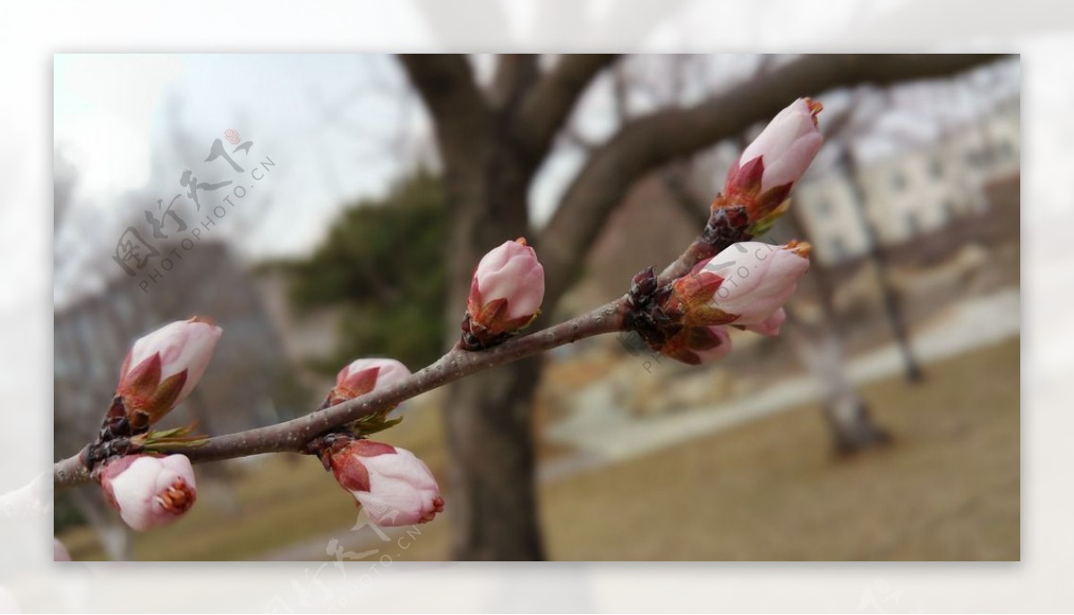 春天含苞待放的桃花枝图片