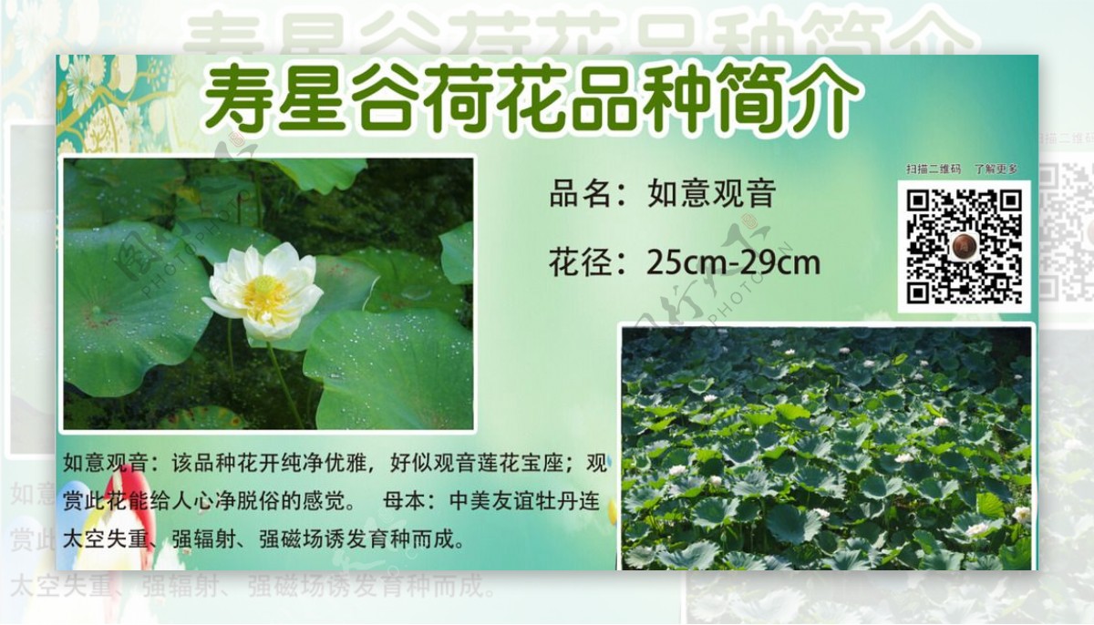 户外荷花小展板图片