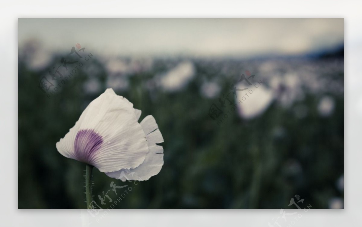 白色罂粟花图片