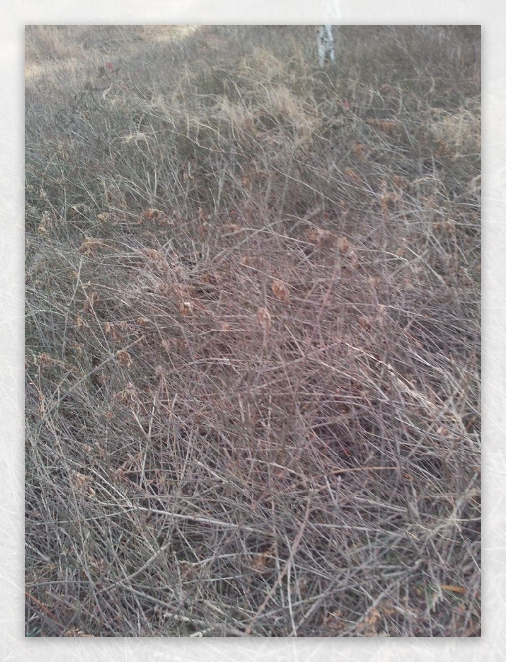 公园干枯草丛图片