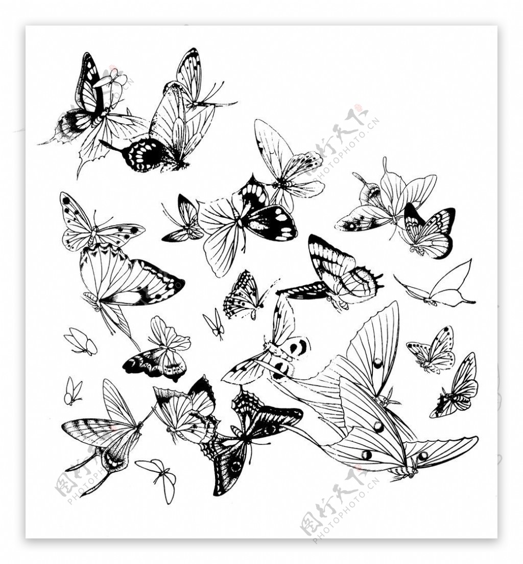 大翅膀蝴蝶简笔画画法图片步骤💛巧艺网