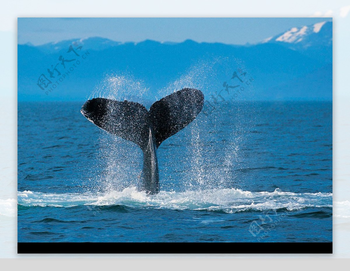 驼背鲸鱼图片