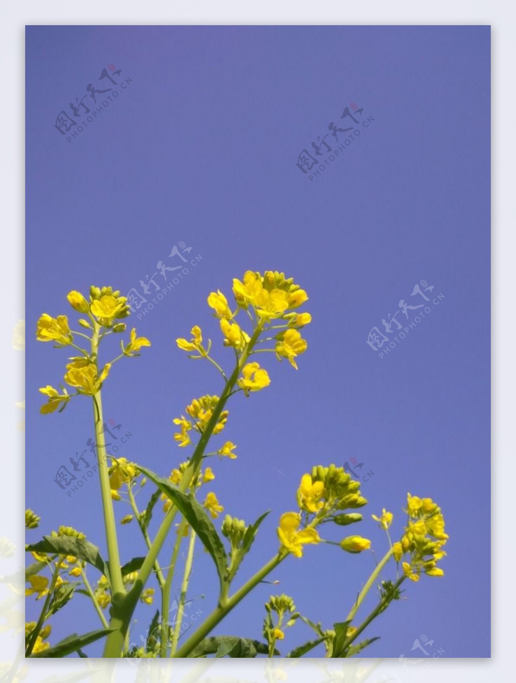 蓝天油菜花特写图片