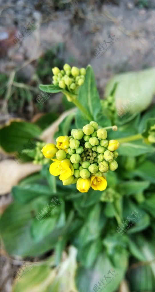 黄花油菜花图片