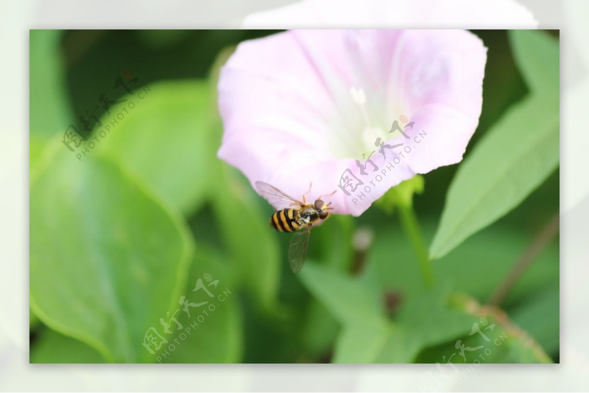 喇叭花蜜蜂图片