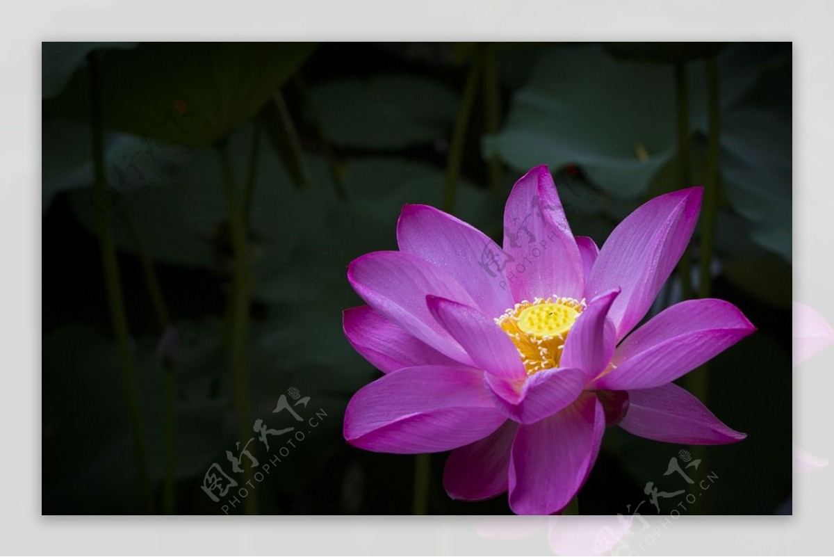 荷花莲花图片