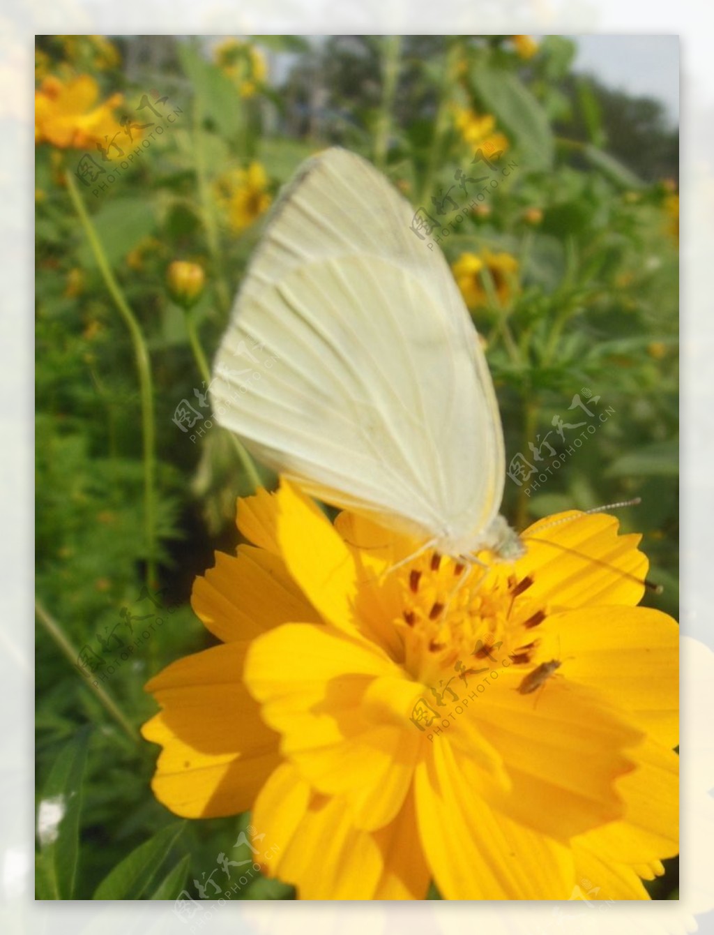 花与蝶图片