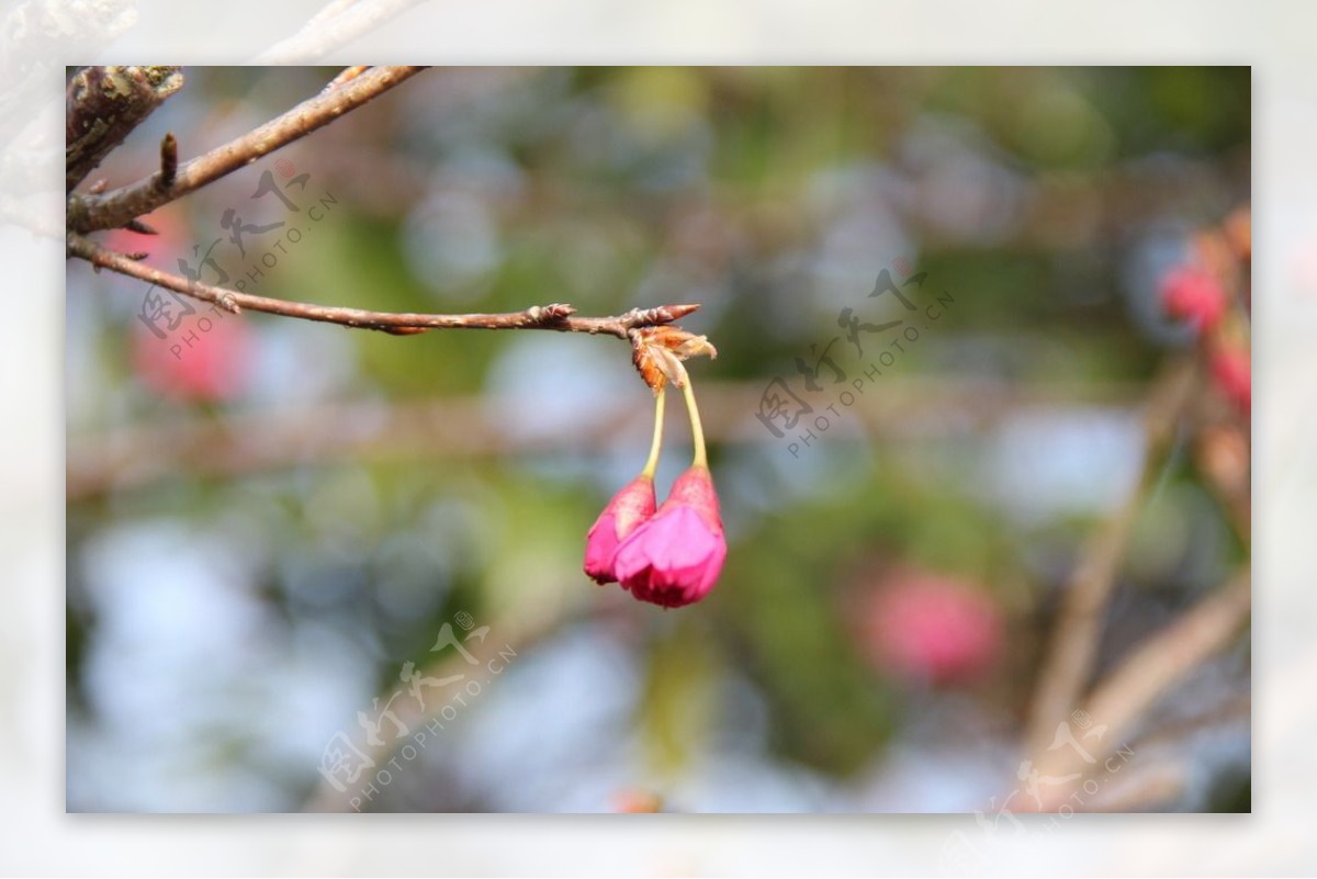 永福樱花图片