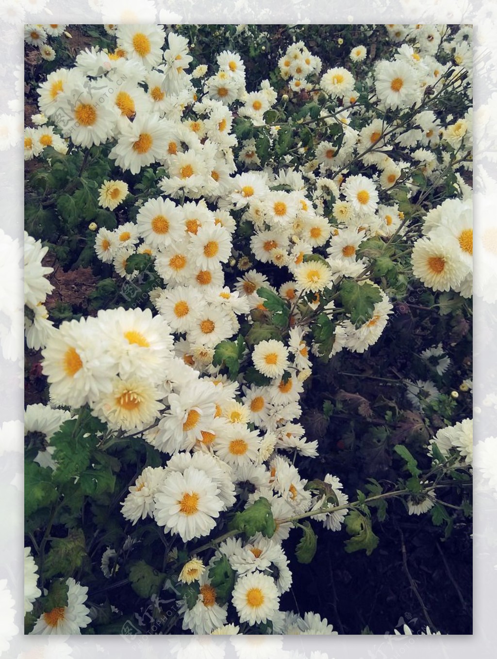 菊花丛图片
