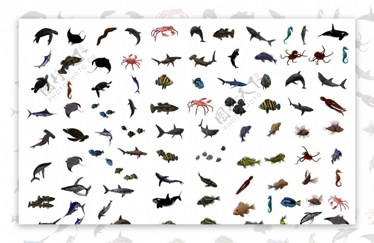 海洋鱼类大全图片