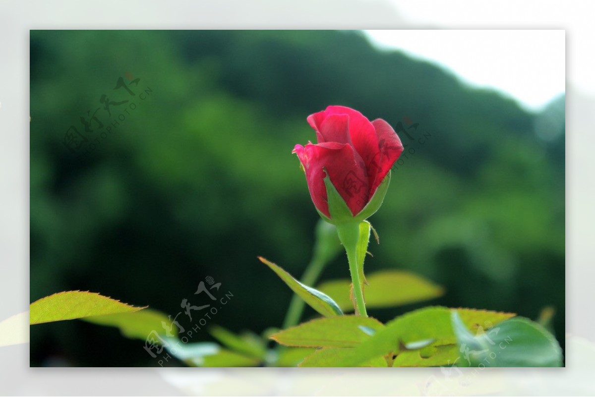 红玫瑰图片素材-编号14583287-图行天下