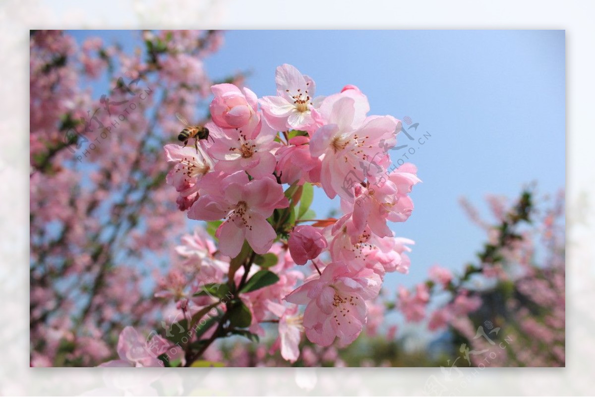 美丽樱花图片