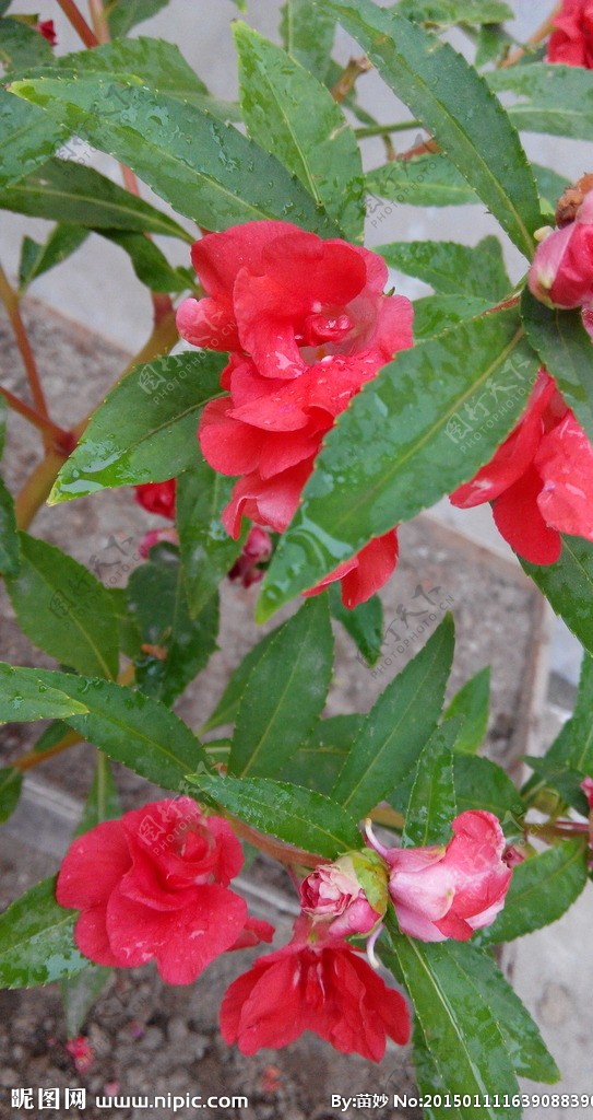 桃红植物图片