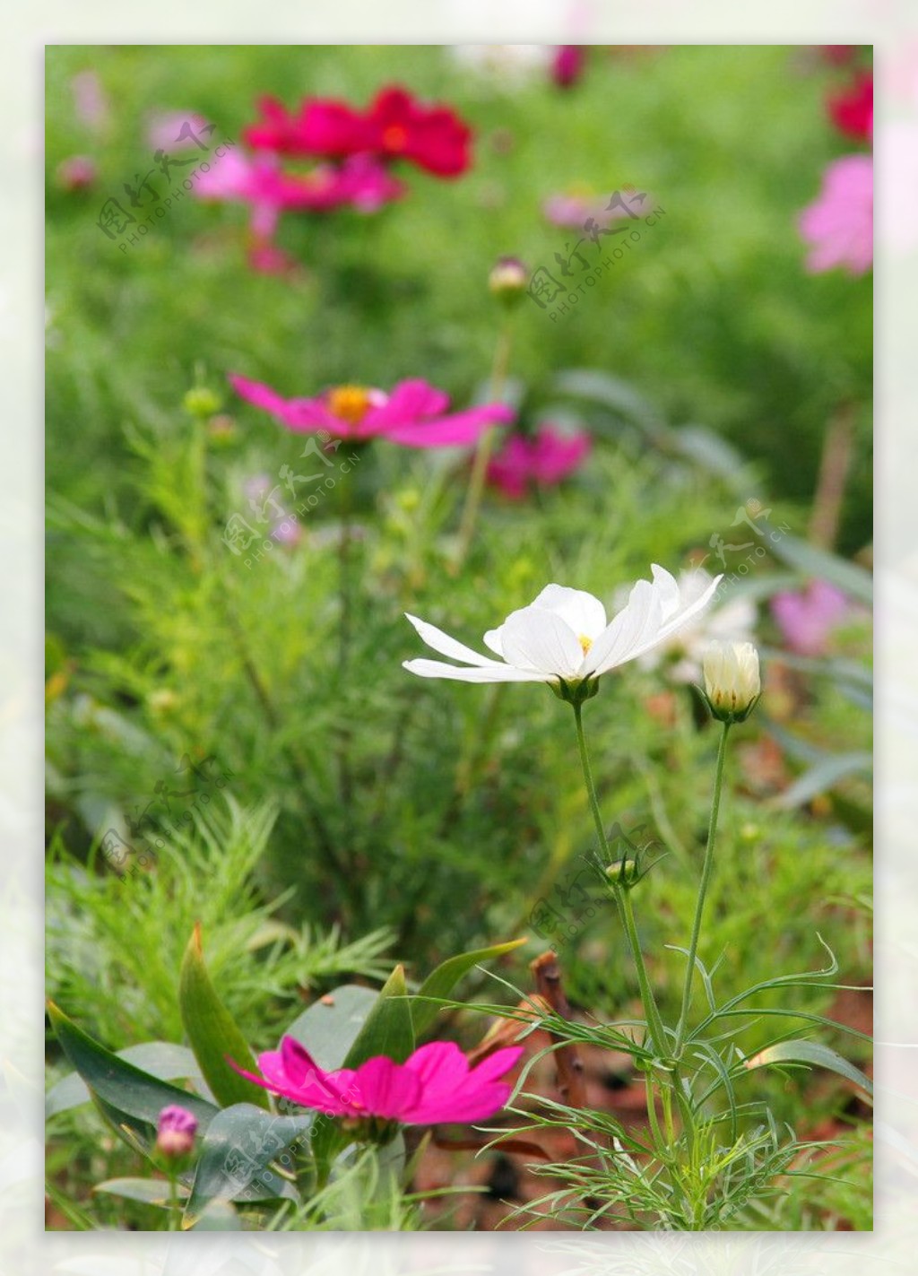 格桑花图片