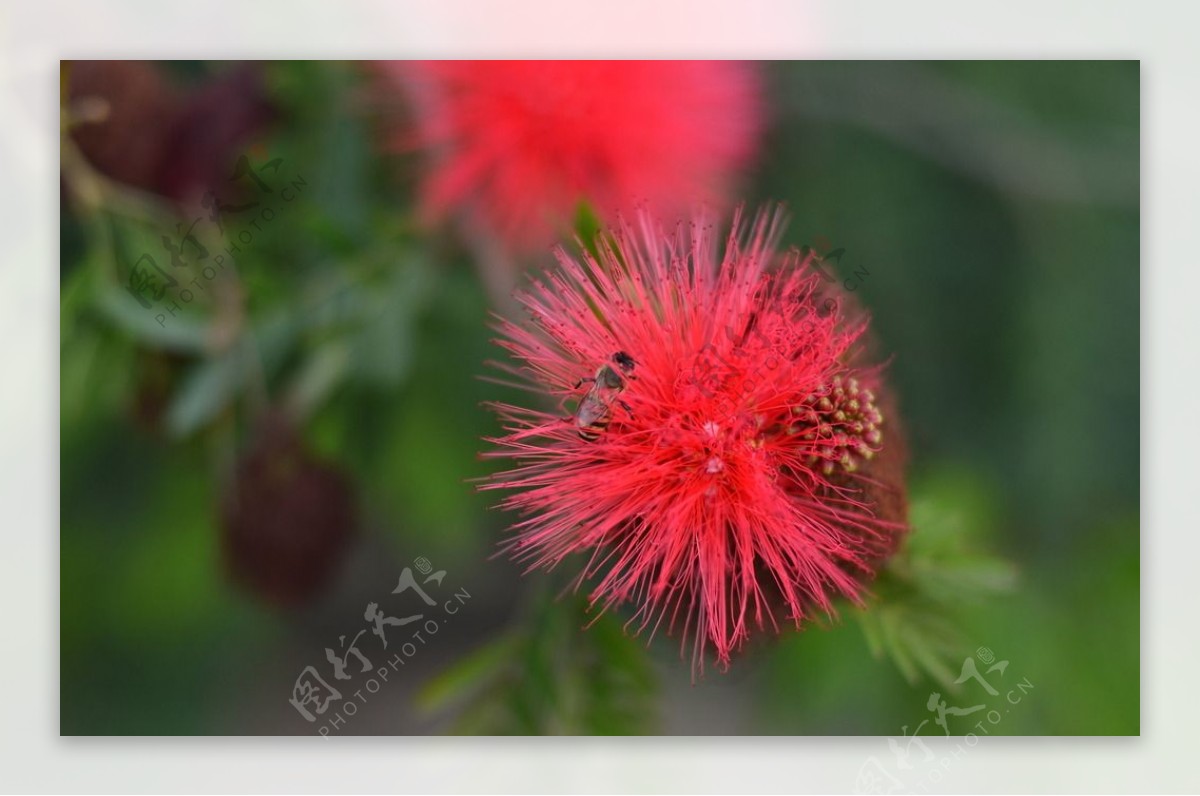 红色小绒花图片