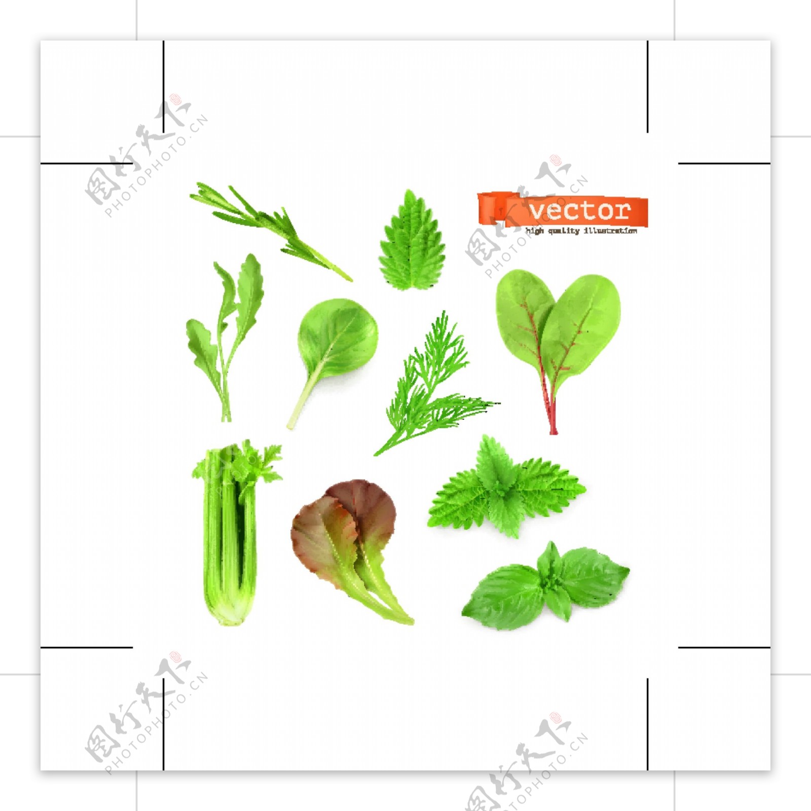 生态蔬菜图片