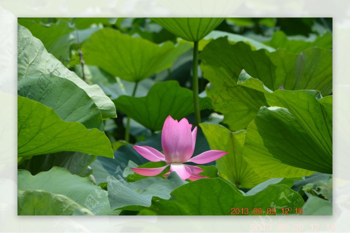 东湖荷花图片