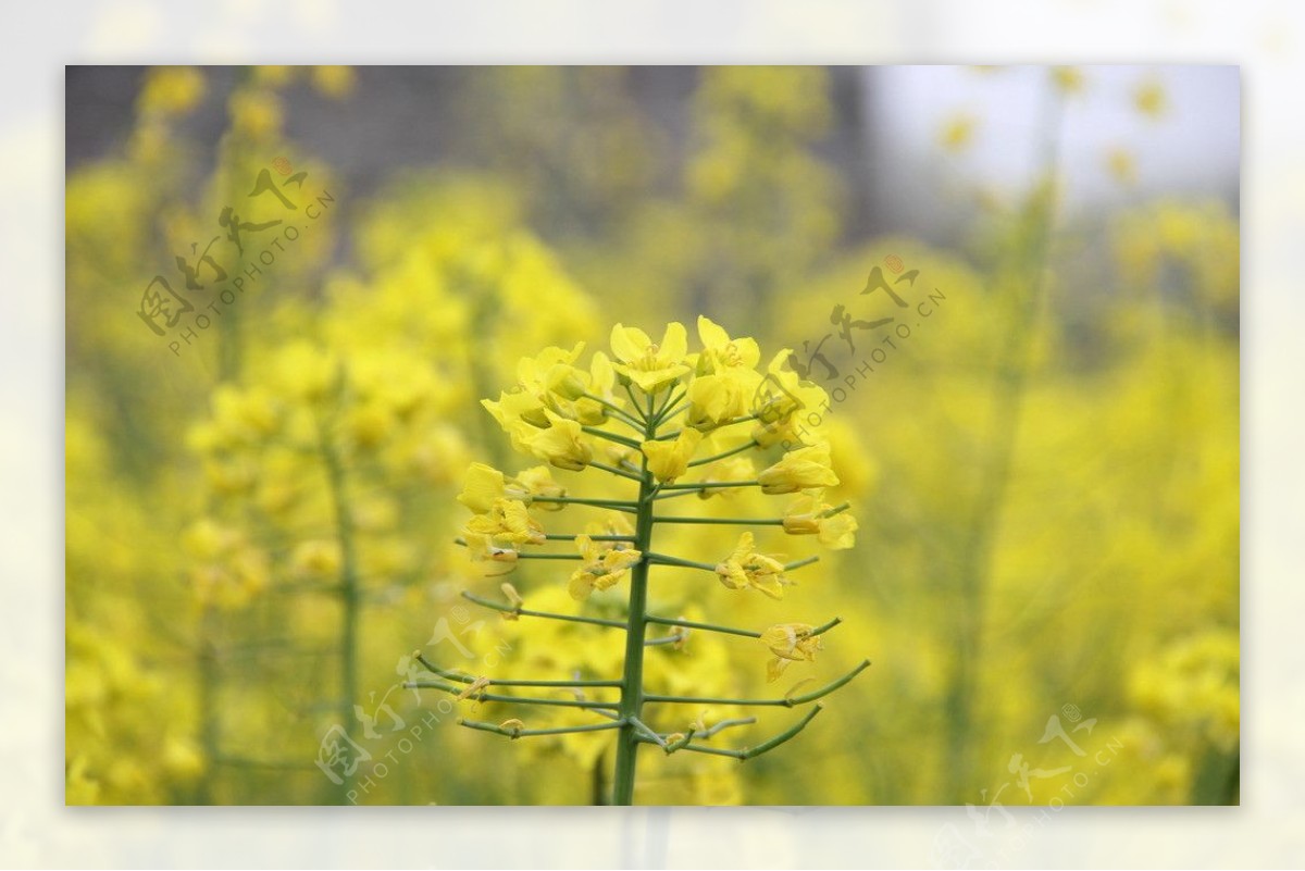 油菜花特写图片