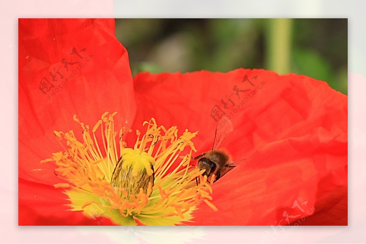 蜜蜂向量集。插图与蜂蜜，大黄蜂，蜂巢和花朵。为自然和生物产品，横幅和明信片的字符和标志设计插画图片素材_ID:412042132-Veer图库