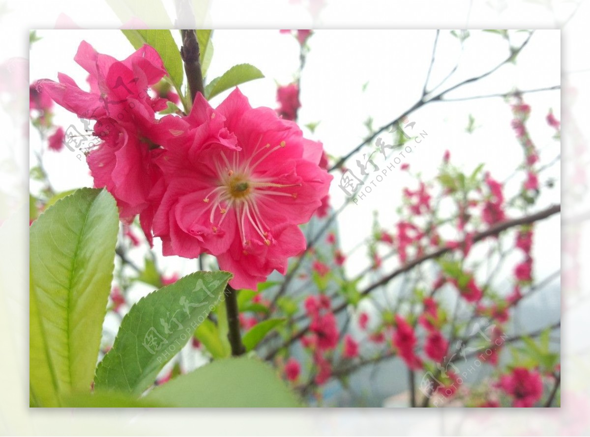 新春粉红桃花图片