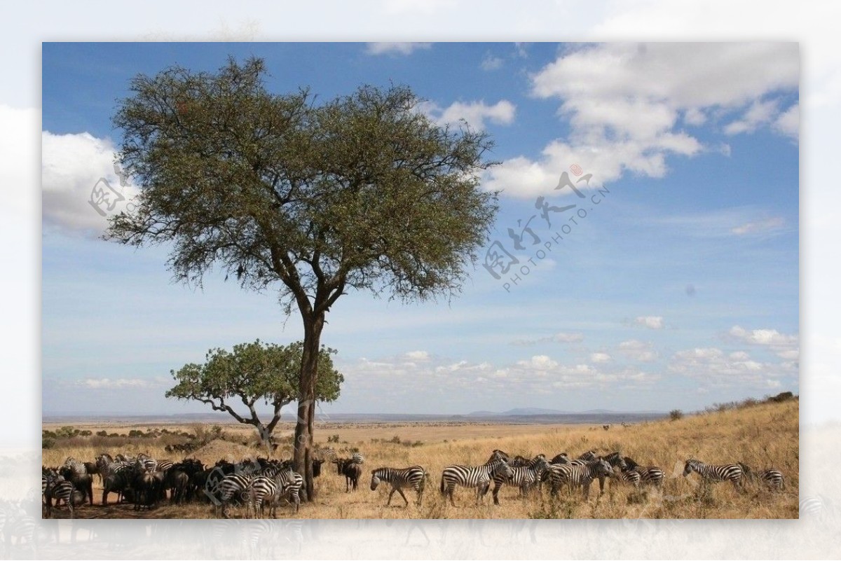 非洲斑马群图片