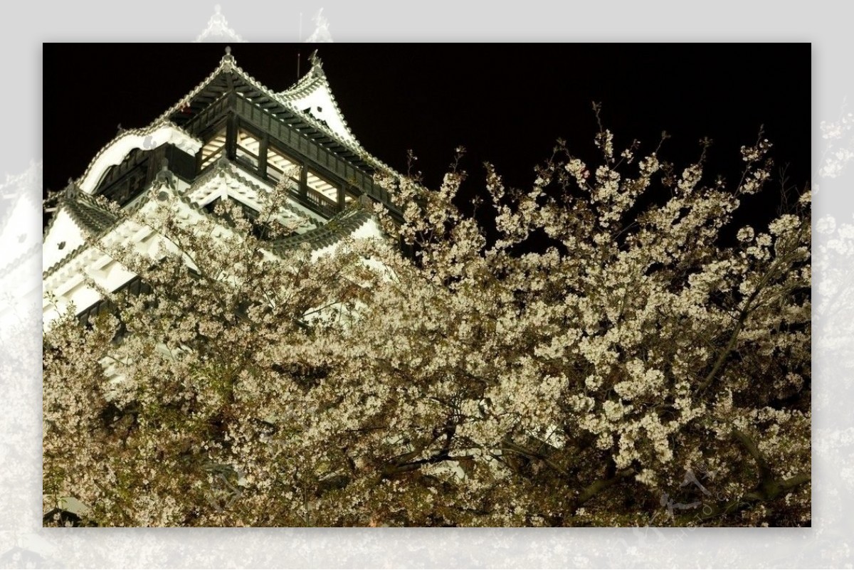夜晚的日本古代建筑和樱花图片