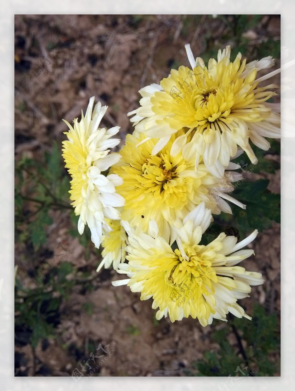 菊花黄色白色图片
