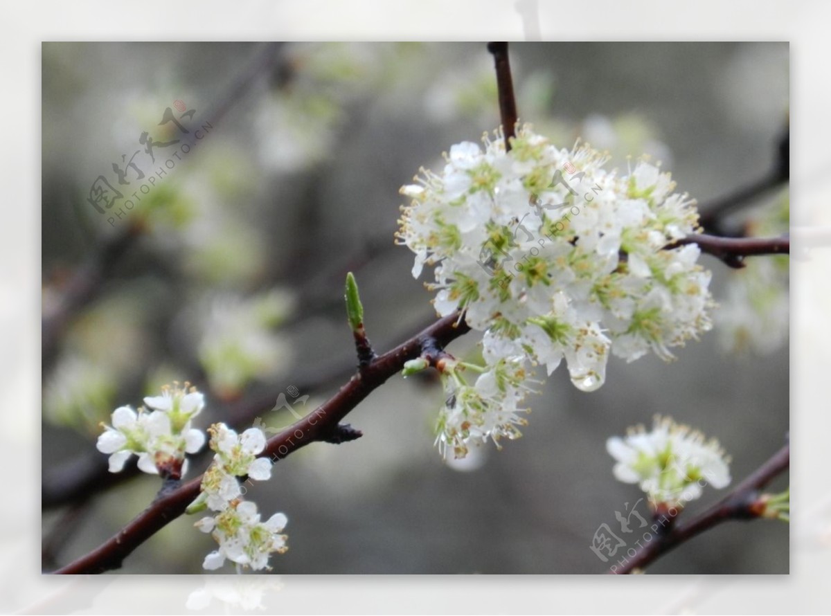 苹果花图片