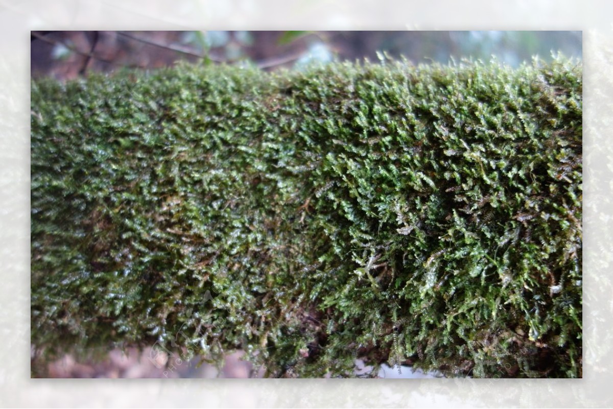 猫儿山原始森林的苔藓图片