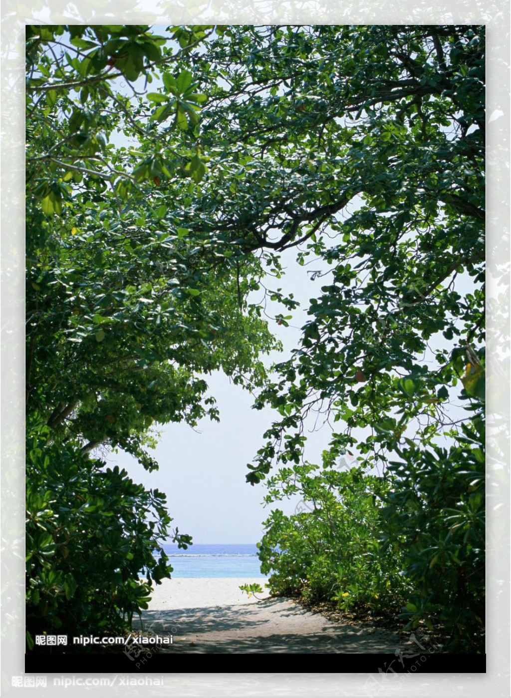 海岛树林图片
