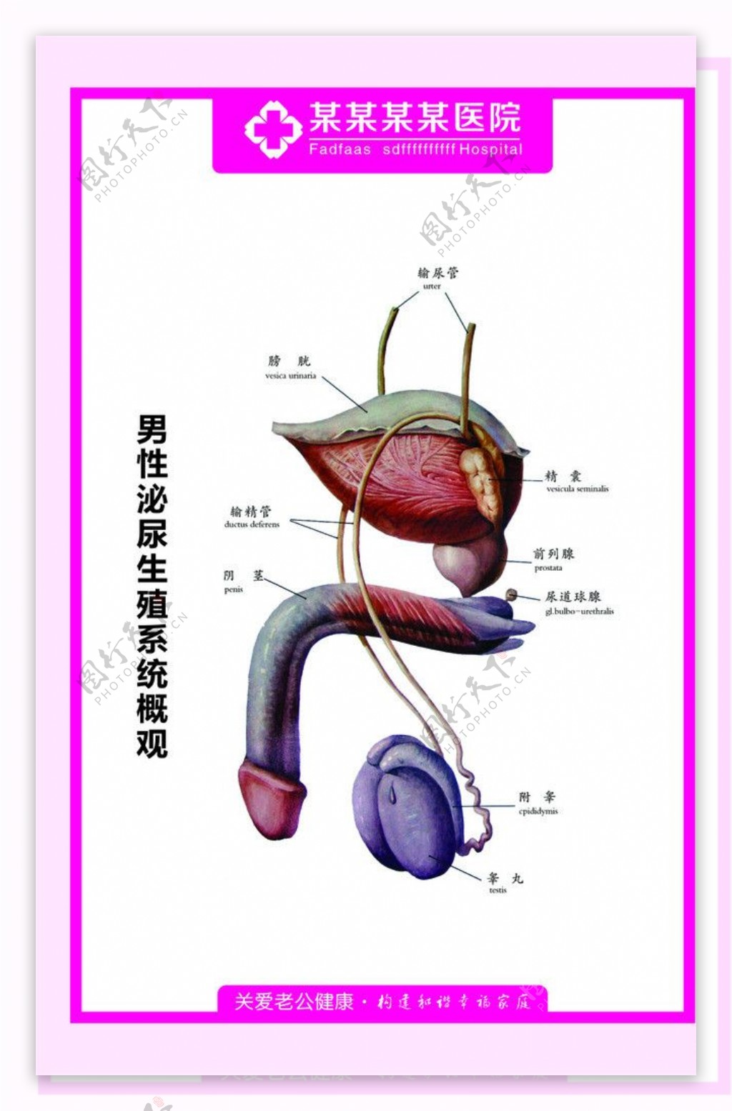 男科挂图图片