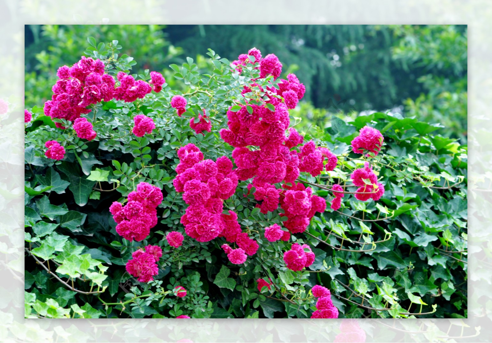 野蔷薇图片