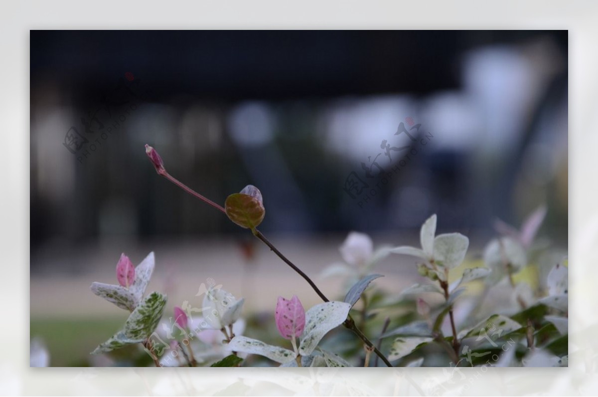 植物花叶络石图片