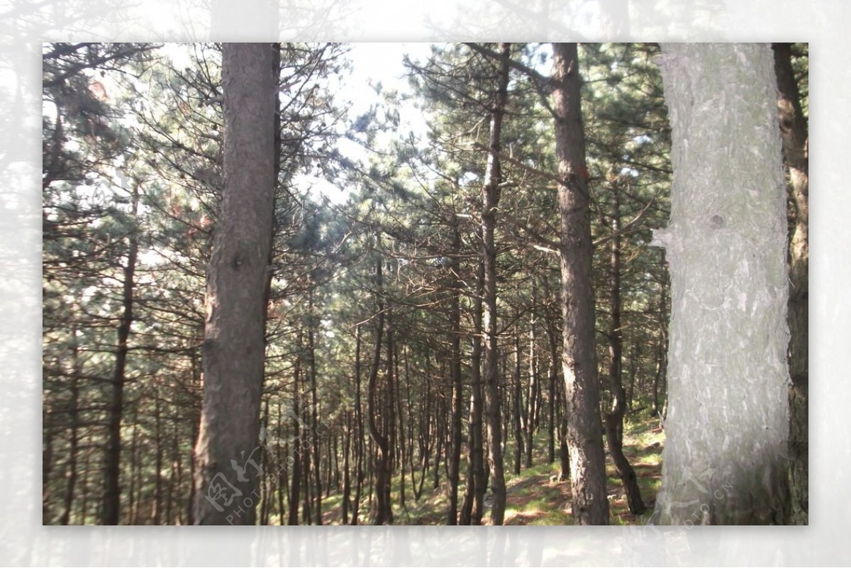 太行山绿化树林野外深山图片