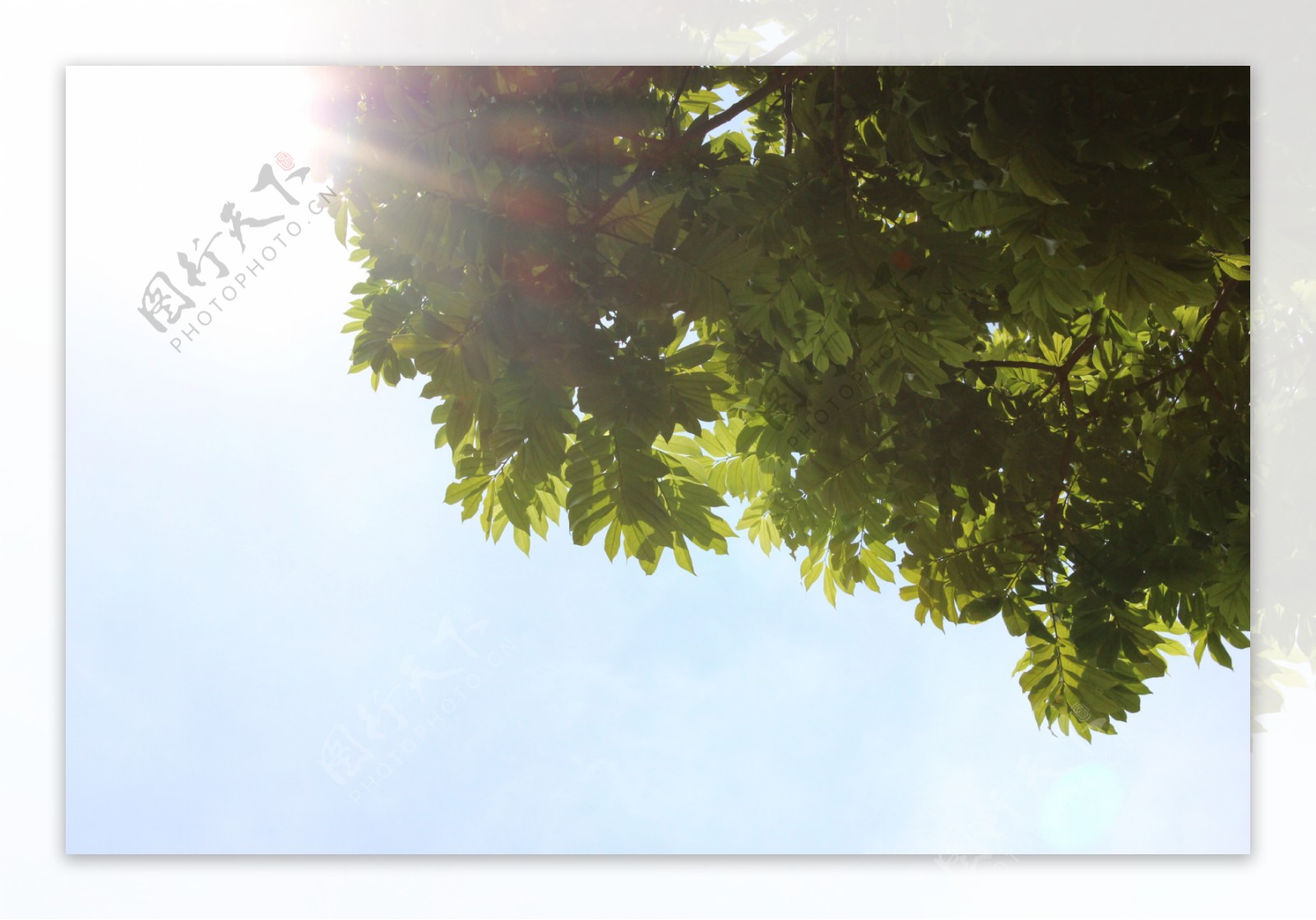 阳光树荫图片
