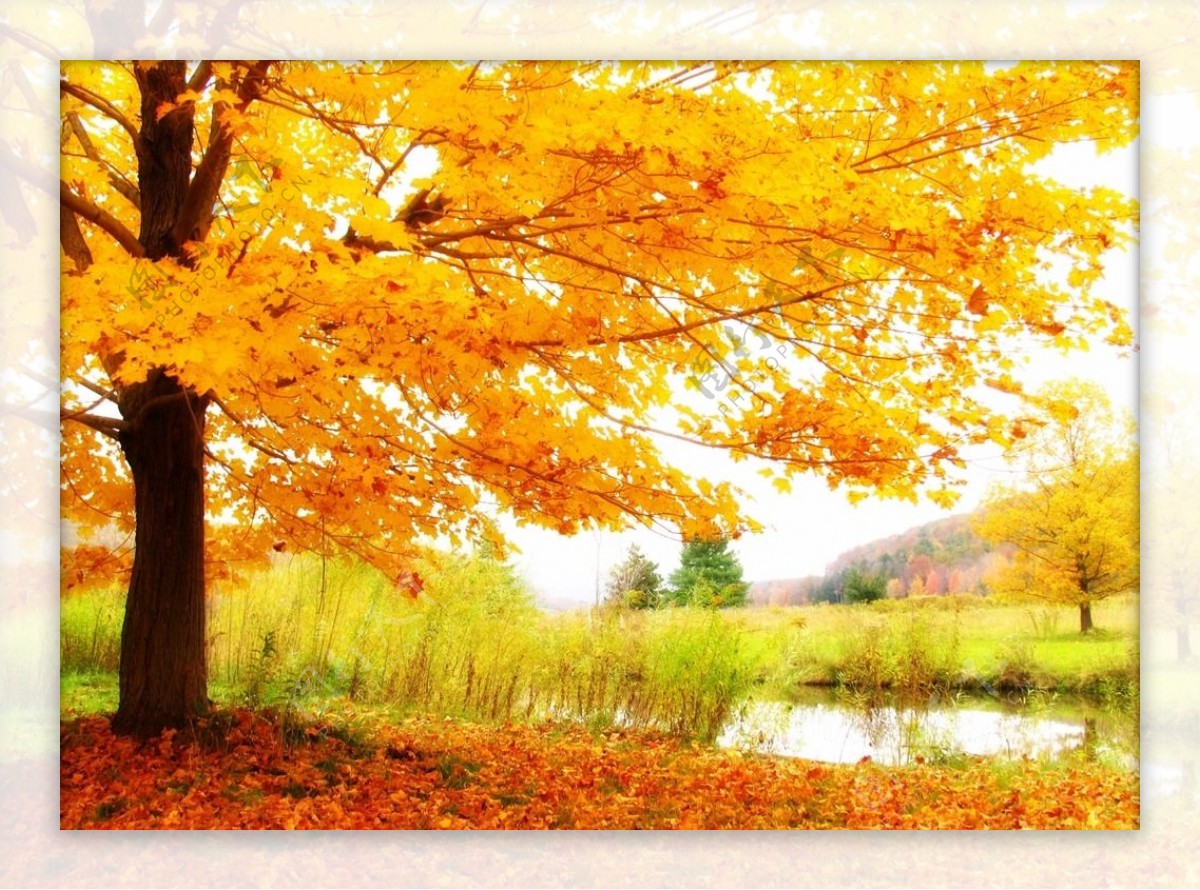 秋天落叶摄影特写图片